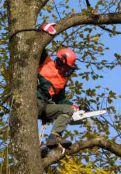 tree surgeon