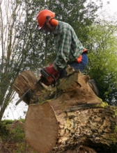 Dorset Tree Surgeon